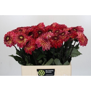Dahlia Dancing Don