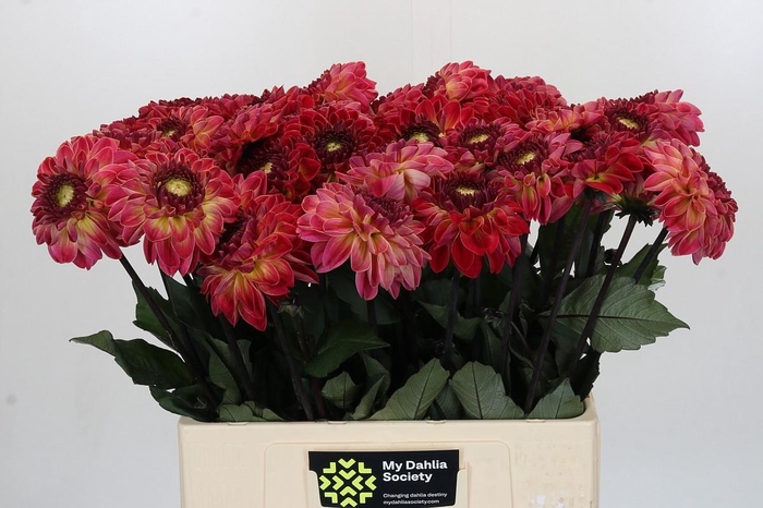<h4>Dahlia Dancing Don</h4>