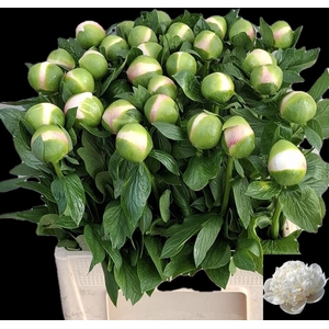 Paeo Col Owen Cousin