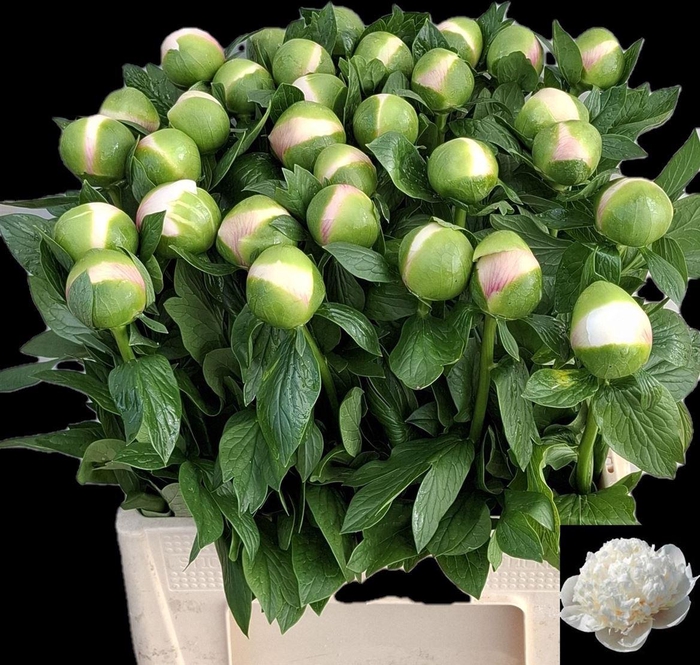 <h4>Paeo Col Owen Cousin</h4>