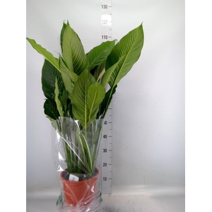 Spathiphyllum  'Sweet Sebastiano'