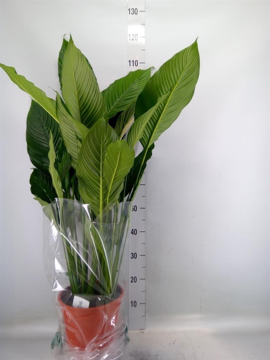 <h4>Spathiphyllum  'Sweet Sebastiano'</h4>
