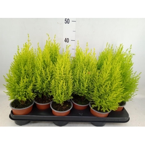 Cupressus macro. 'Goldcrest Wilma'