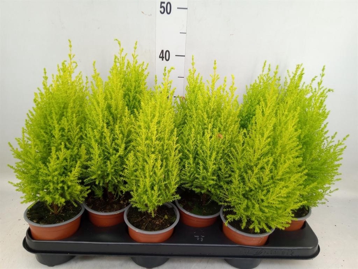 <h4>Cupressus macro. 'Goldcrest Wilma'</h4>
