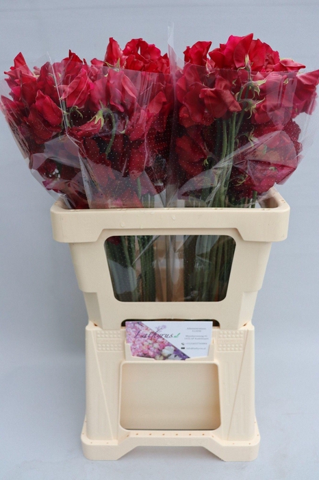 <h4>Lathyrus Parfum Deep Red</h4>