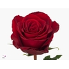 Rosa large madam red