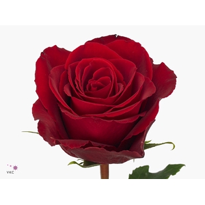 Rosa Madam Red