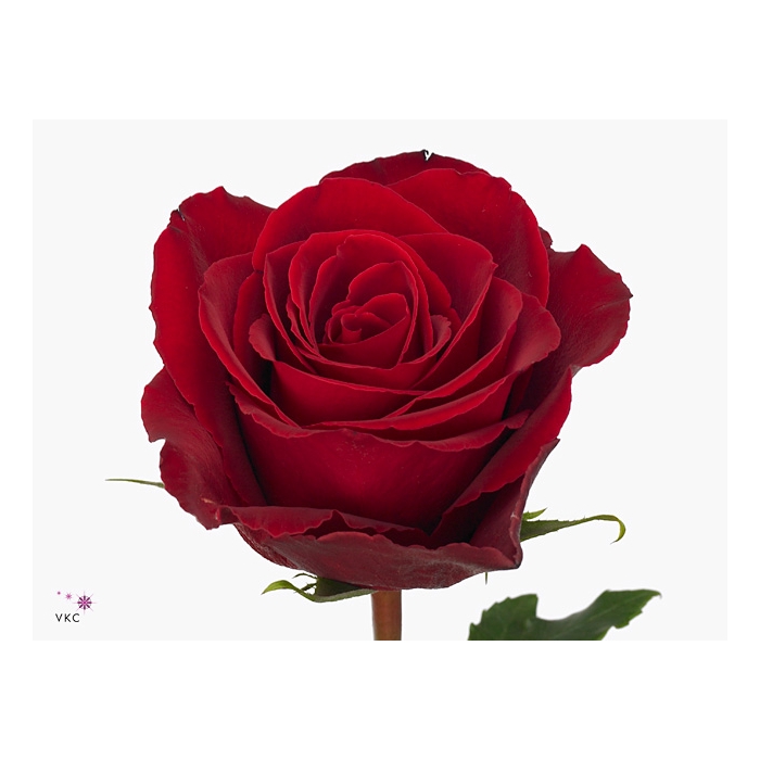 <h4>Rosa Red Kamala</h4>