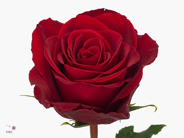 Rosa large madam red