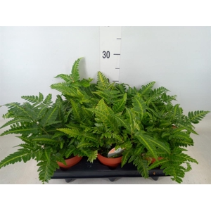 Arachniodes aristata 'Variegata'