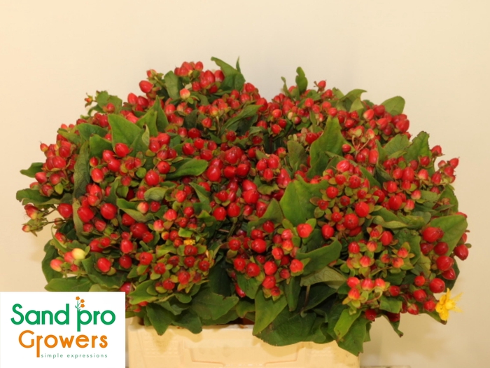 <h4>HYP MAG TRIUMPH</h4>