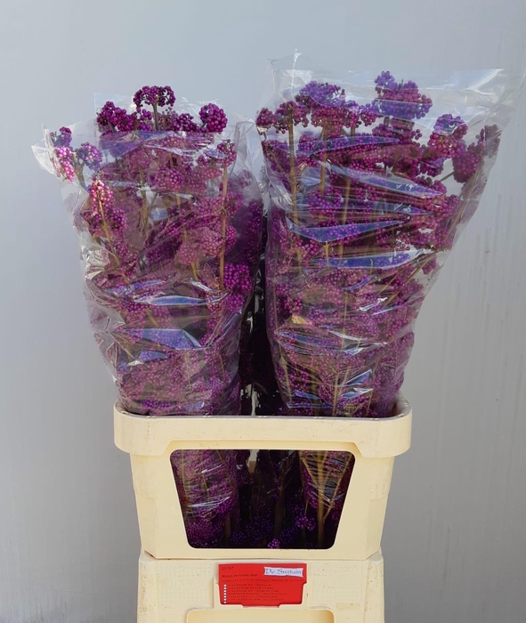 <h4>CALLICARPA BOD PROFU</h4>