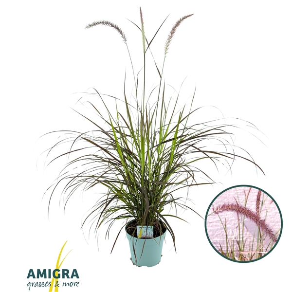 <h4>Pennisetum advena'Rubrum'</h4>