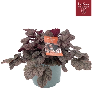 Heuchera Indian Summer P19 Silver