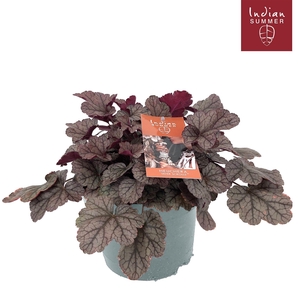 Heuchera Indian Summer P19 Silver