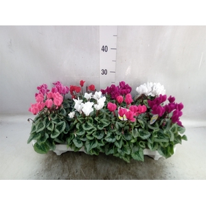 Cyclamen KL 'Veranda'