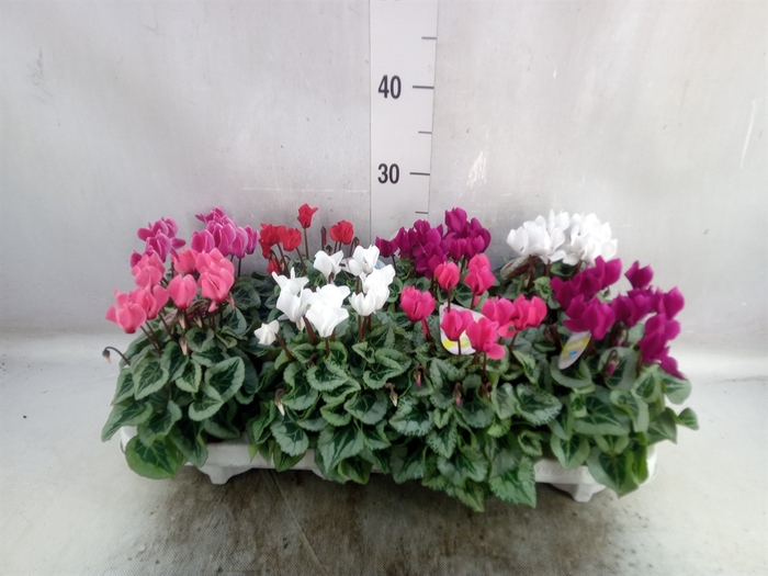 <h4>Cyclamen KL 'Veranda'</h4>