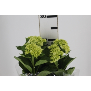 HORTENSIA BROTO VERDE