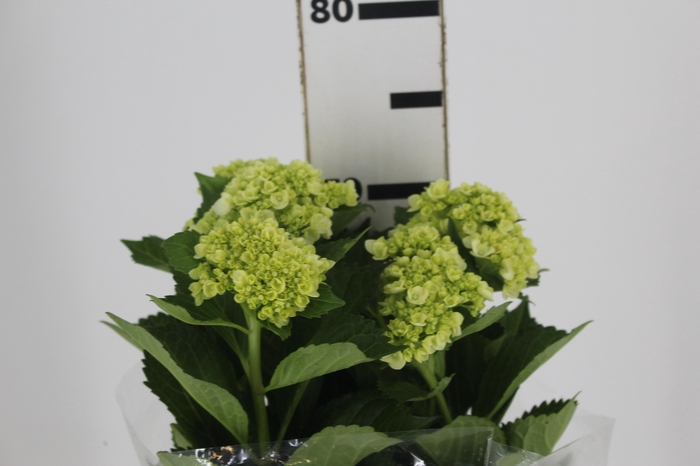 <h4>HORTENSIA BROTO VERDE</h4>