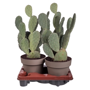 OPUNTIA TOMENTOSA - POT Ø 20 (CACTUS)