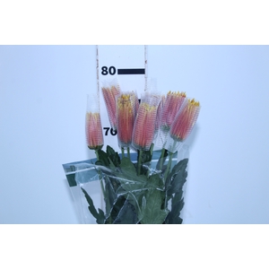 ANASTASIA CHISPA 080 CM BICOLOR