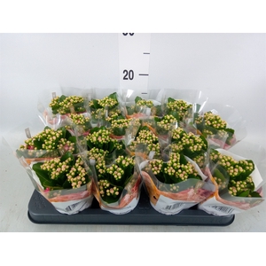 Kalanchoe blos. 'RosDon Nando'