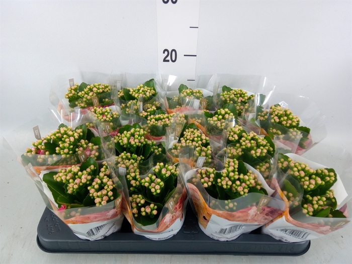 <h4>Kalanchoe blos. 'RosDon Nando'</h4>