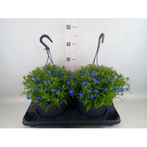 Lobelia erin. 'Compacta Blue'