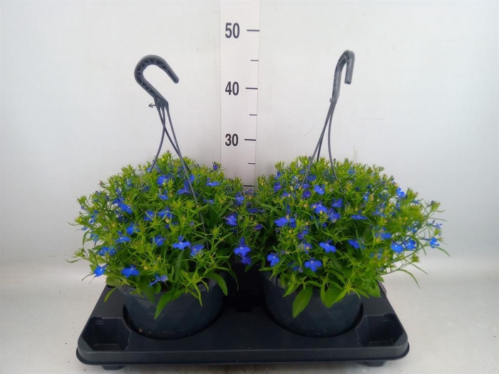 <h4>Lobelia erin. 'Compacta Blue'</h4>