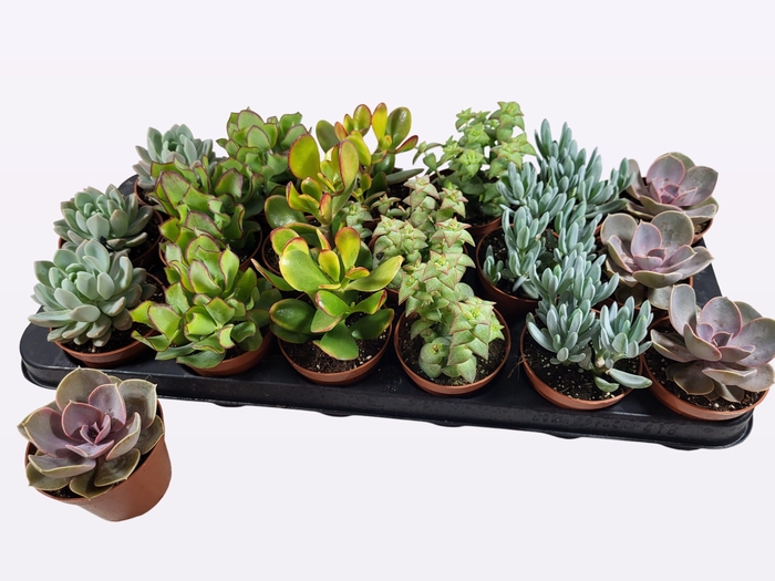 <h4>SUCC GEM 6 SRT</h4>