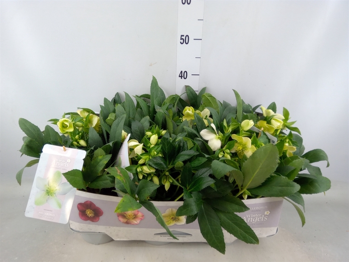 <h4>Helleborus x hybr. 'Viv Viviana'</h4>