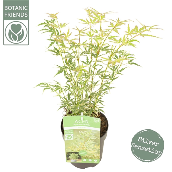 <h4>Acer palm. 'Butterfly'</h4>