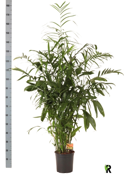 <h4>CHAMAED SEIFRIZII</h4>