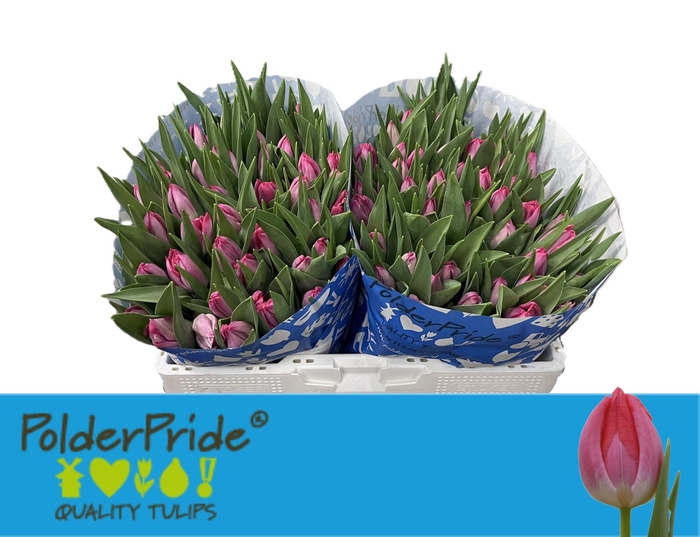 <h4>TU EN JOELLE</h4>