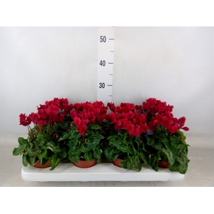 Cyclamen KL   ...patio