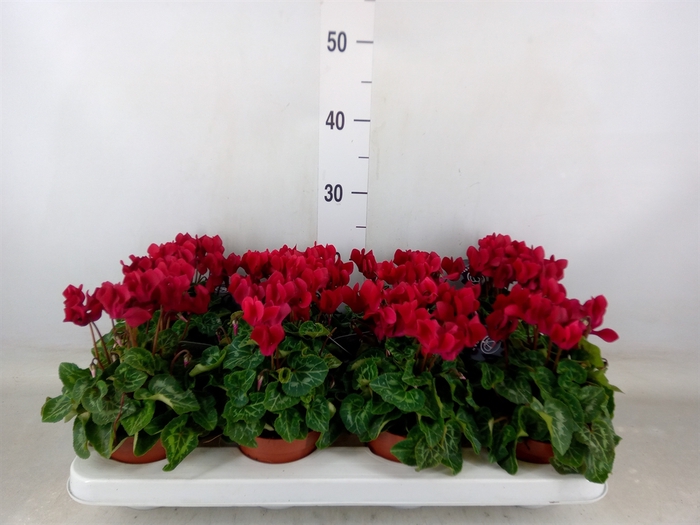 <h4>Cyclamen KL   ...patio</h4>