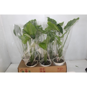 ALOCASIA ODORA P15