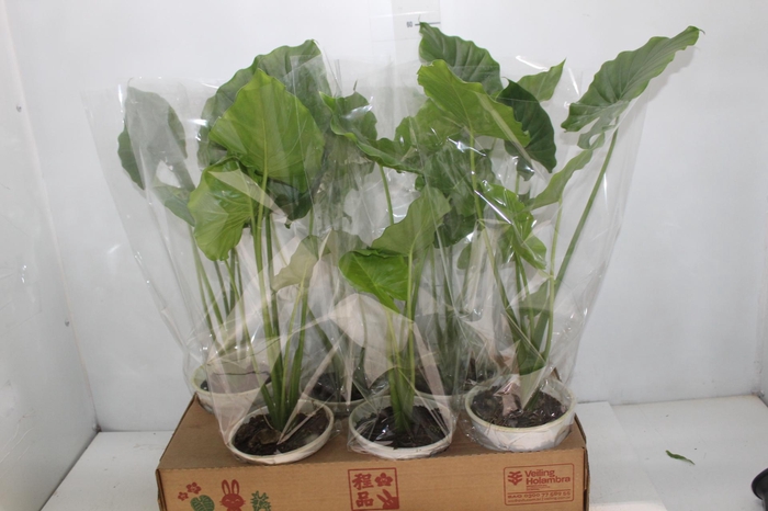 <h4>ALOCASIA ODORA P15</h4>