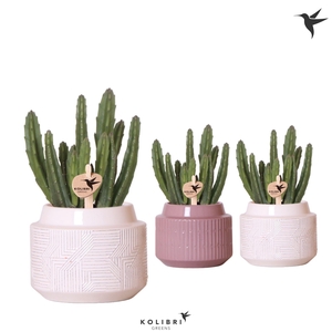 Kolibri Greens Stapelia Leendertziae in Maze pot mix