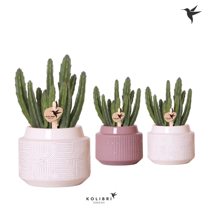 <h4>Kolibri Greens Stapelia Leendertziae in Maze pot mix</h4>