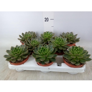 Echeveria   ...not flowering