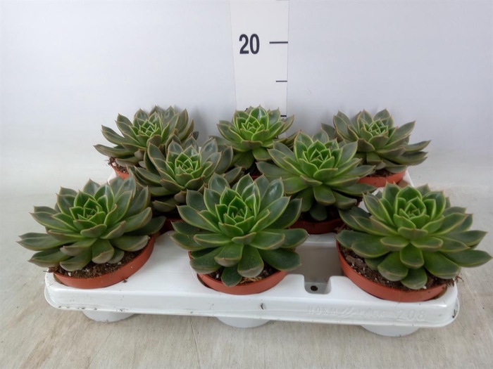 <h4>Echeveria   ...not flowering</h4>