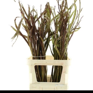 SALIX SEKKA BANDWILG