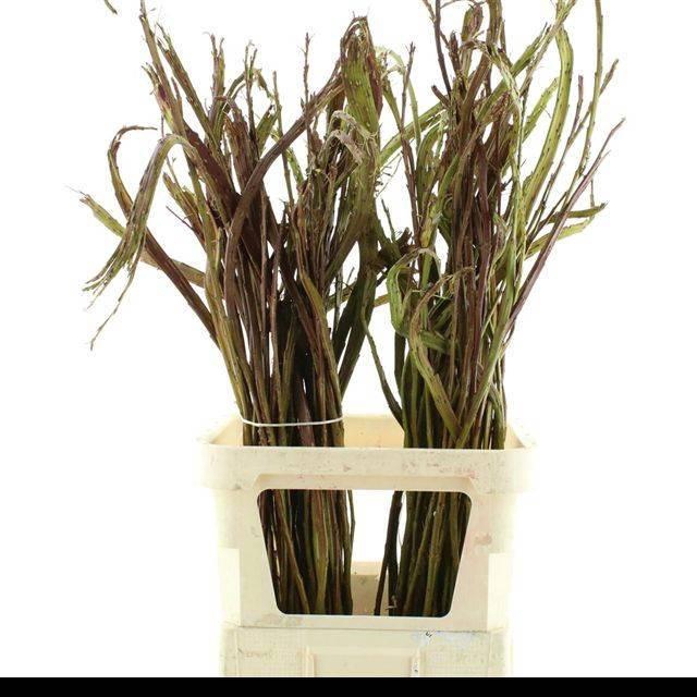 <h4>SALIX SEKKA BANDWILG</h4>