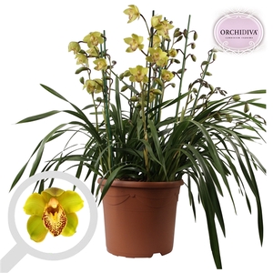 Cymbidium groen 10+tak getoufd