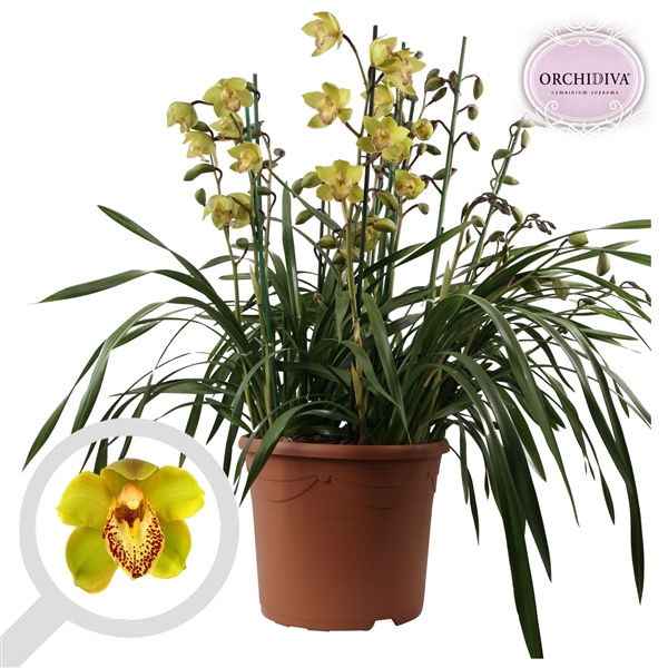 <h4>Cymbidium groen 10+tak getoufd</h4>