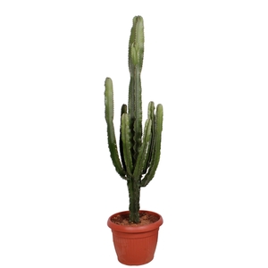 Euphorbia Erytrea 45 cm