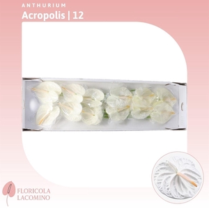 Anthurium Acropolis