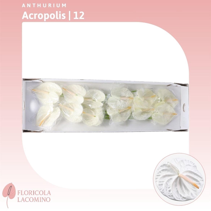 <h4>Anthurium Acropolis</h4>