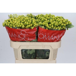 Hypericum Smiley Romance